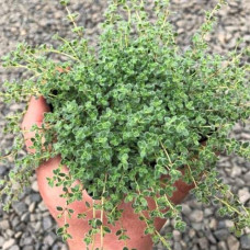 Чебрець ранній Псевдоланугіносус | Thymus praecox Pseudolanuginosus  | Тимьян ранний Псевдоланугиносус