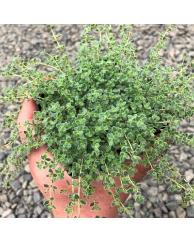 Чебрець ранній Псевдоланугіносус | Thymus praecox Pseudolanuginosus | Тимьян ранний Псевдоланугиносус