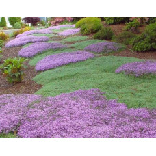 Чебрець ранній Псевдоланугіносус | Thymus praecox Pseudolanuginosus  | Тимьян ранний Псевдоланугиносус