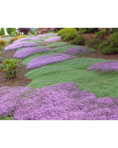 Чебрець ранній Псевдоланугіносус | Thymus praecox Pseudolanuginosus | Тимьян ранний Псевдоланугиносус