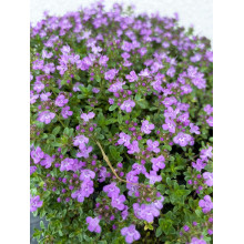 Чебрець ранній Псевдоланугіносус | Thymus praecox Pseudolanuginosus  | Тимьян ранний Псевдоланугиносус