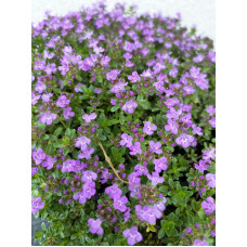 Чебрець ранній Псевдоланугіносус | Thymus praecox Pseudolanuginosus  | Тимьян ранний Псевдоланугиносус