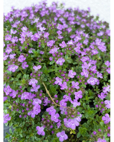 Чебрець ранній Псевдоланугіносус | Thymus praecox Pseudolanuginosus | Тимьян ранний Псевдоланугиносус