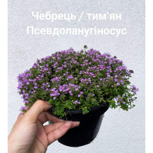 Чебрець ранній Псевдоланугіносус | Thymus praecox Pseudolanuginosus  | Тимьян ранний Псевдоланугиносус