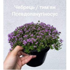Чебрець ранній Псевдоланугіносус | Thymus praecox Pseudolanuginosus  | Тимьян ранний Псевдоланугиносус