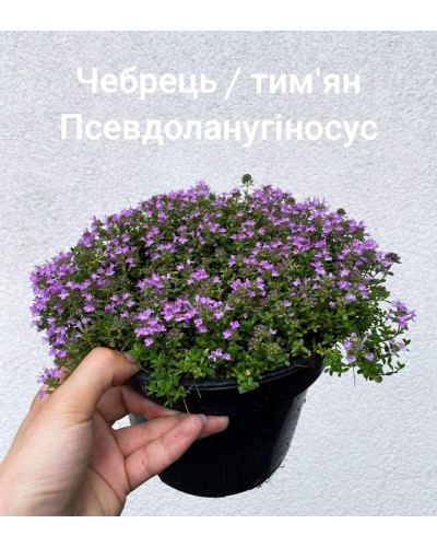 Чебрець ранній Псевдоланугіносус | Thymus praecox Pseudolanuginosus | Тимьян ранний Псевдоланугиносус