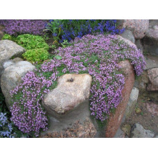 Чебрець ранній Псевдоланугіносус | Thymus praecox Pseudolanuginosus  | Тимьян ранний Псевдоланугиносус