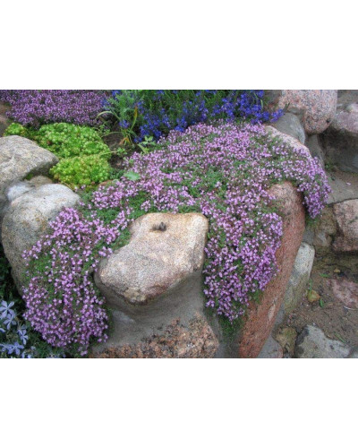 Чебрець ранній Псевдоланугіносус | Thymus praecox Pseudolanuginosus | Тимьян ранний Псевдоланугиносус