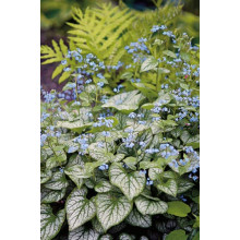 Бруннера великолиста Джек Фрост | Brunnera macrophylla Jack Frost | Бруннера крупнолистная Джек Фрост