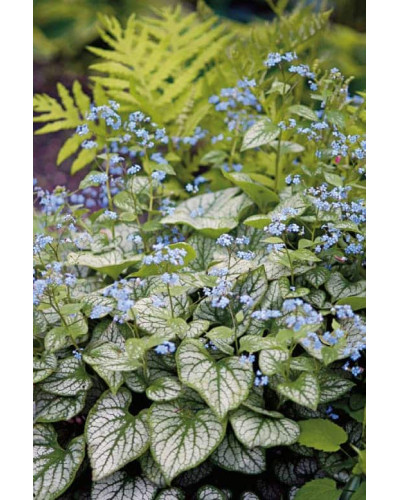 Бруннера великолиста Джек Фрост | Brunnera macrophylla Jack Frost | Бруннера крупнолистная Джек Фрост