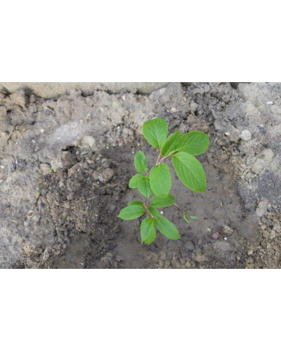 Бруннера великолиста Джек Фрост | Brunnera macrophylla Jack Frost | Бруннера крупнолистная Джек Фрост