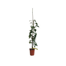 Бруннера великолиста Джек Фрост | Brunnera macrophylla Jack Frost | Бруннера крупнолистная Джек Фрост