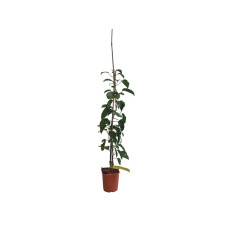 Бруннера великолиста Джек Фрост | Brunnera macrophylla Jack Frost | Бруннера крупнолистная Джек Фрост