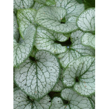 Бруннера великолиста Джек Фрост | Brunnera macrophylla Jack Frost | Бруннера крупнолистная Джек Фрост