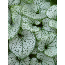 Бруннера великолиста Джек Фрост | Brunnera macrophylla Jack Frost | Бруннера крупнолистная Джек Фрост