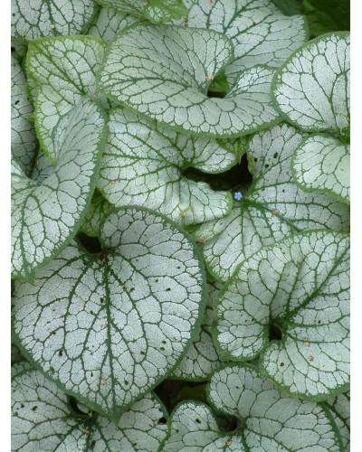Бруннера великолиста Джек Фрост | Brunnera macrophylla Jack Frost | Бруннера крупнолистная Джек Фрост