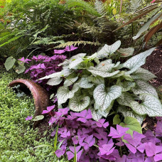 Бруннера великолиста Джек Фрост | Brunnera macrophylla Jack Frost | Бруннера крупнолистная Джек Фрост