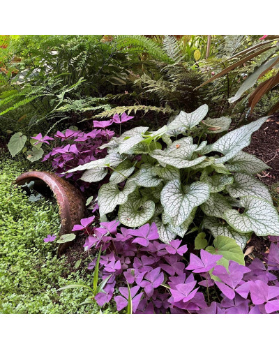 Бруннера великолиста Джек Фрост | Brunnera macrophylla Jack Frost | Бруннера крупнолистная Джек Фрост