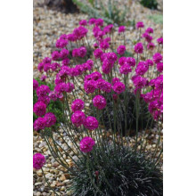 Армерія приморська Рубрифолія (чорнолиста) | Armeria maritima Rubrifolia | Армерия приморская Рубрифолия (чернолистная)