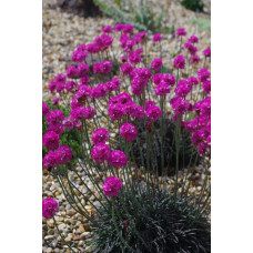 Армерія приморська Рубрифолія (чорнолиста) | Armeria maritima Rubrifolia | Армерия приморская Рубрифолия (чернолистная)