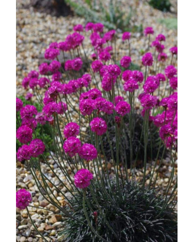 Армерія приморська Рубрифолія (чорнолиста) | Armeria maritima Rubrifolia | Армерия приморская Рубрифолия (чернолистная)