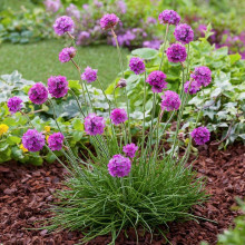 Армерія приморська Рубрифолія (чорнолиста) | Armeria maritima Rubrifolia | Армерия приморская Рубрифолия (чернолистная)
