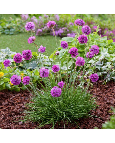 Армерія приморська Рубрифолія (чорнолиста) | Armeria maritima Rubrifolia | Армерия приморская Рубрифолия (чернолистная)