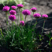 Армерія приморська Рубрифолія (чорнолиста) | Armeria maritima Rubrifolia | Армерия приморская Рубрифолия (чернолистная)
