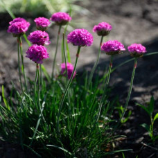 Армерія приморська Рубрифолія (чорнолиста) | Armeria maritima Rubrifolia | Армерия приморская Рубрифолия (чернолистная)