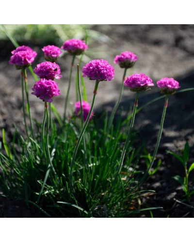 Армерія приморська Рубрифолія (чорнолиста) | Armeria maritima Rubrifolia | Армерия приморская Рубрифолия (чернолистная)