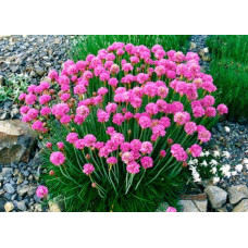 Армерія приморська Рубрифолія (чорнолиста) | Armeria maritima Rubrifolia | Армерия приморская Рубрифолия (чернолистная)