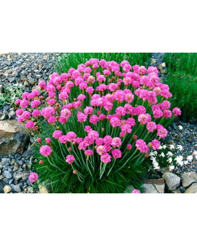 Армерія приморська Рубрифолія (чорнолиста) | Armeria maritima Rubrifolia | Армерия приморская Рубрифолия (чернолистная)