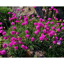 Армерія приморська Рубрифолія (чорнолиста) | Armeria maritima Rubrifolia | Армерия приморская Рубрифолия (чернолистная)