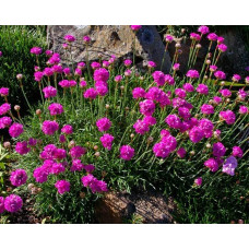 Армерія приморська Рубрифолія (чорнолиста) | Armeria maritima Rubrifolia | Армерия приморская Рубрифолия (чернолистная)