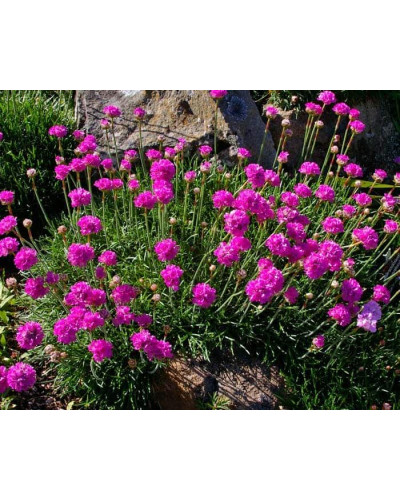 Армерія приморська Рубрифолія (чорнолиста) | Armeria maritima Rubrifolia | Армерия приморская Рубрифолия (чернолистная)