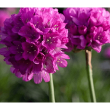 Армерія приморська Рубрифолія (чорнолиста) | Armeria maritima Rubrifolia | Армерия приморская Рубрифолия (чернолистная)