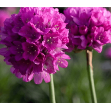 Армерія приморська Рубрифолія (чорнолиста) | Armeria maritima Rubrifolia | Армерия приморская Рубрифолия (чернолистная)