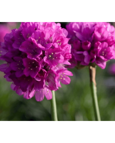 Армерія приморська Рубрифолія (чорнолиста) | Armeria maritima Rubrifolia | Армерия приморская Рубрифолия (чернолистная)