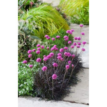 Армерія приморська Рубрифолія (чорнолиста) | Armeria maritima Rubrifolia | Армерия приморская Рубрифолия (чернолистная)