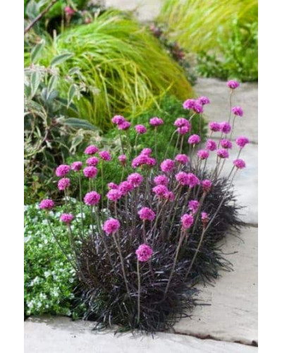 Армерія приморська Рубрифолія (чорнолиста) | Armeria maritima Rubrifolia | Армерия приморская Рубрифолия (чернолистная)