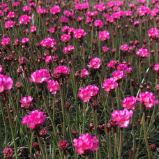 Армерія приморська Рубрифолія (чорнолиста) | Armeria maritima Rubrifolia | Армерия приморская Рубрифолия (чернолистная)