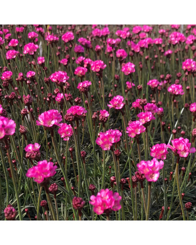 Армерія приморська Рубрифолія (чорнолиста) | Armeria maritima Rubrifolia | Армерия приморская Рубрифолия (чернолистная)