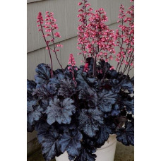Гейхера гібридна ’Таймлес Найт’|Heuchera hybrida ’Timeless Night’|Гейхера гибридная ’Таймлес Найт’