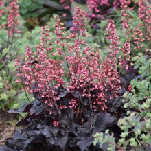 Гейхера гібридна ’Таймлес Найт’|Heuchera hybrida ’Timeless Night’|Гейхера гибридная ’Таймлес Найт’
