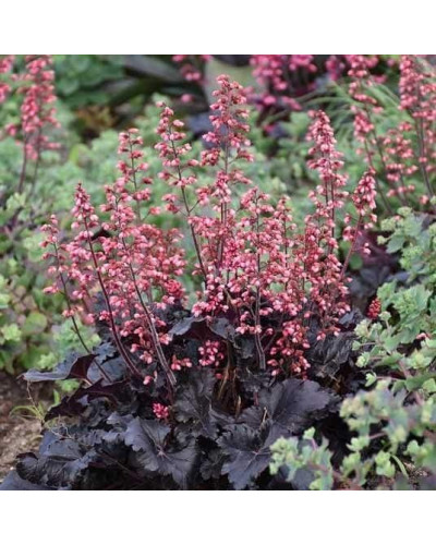 Гейхера гібридна ’Таймлес Найт’|Heuchera hybrida ’Timeless Night’|Гейхера гибридная ’Таймлес Найт’