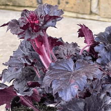 Гейхера гібридна ’Таймлес Найт’|Heuchera hybrida ’Timeless Night’|Гейхера гибридная ’Таймлес Найт’