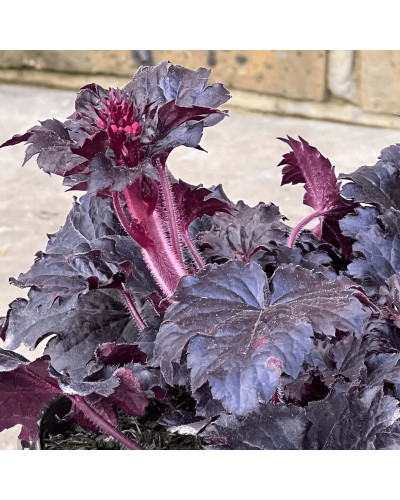 Гейхера гібридна ’Таймлес Найт’|Heuchera hybrida ’Timeless Night’|Гейхера гибридная ’Таймлес Найт’