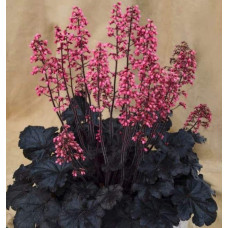 Гейхера гібридна ’Таймлес Найт’|Heuchera hybrida ’Timeless Night’|Гейхера гибридная ’Таймлес Найт’