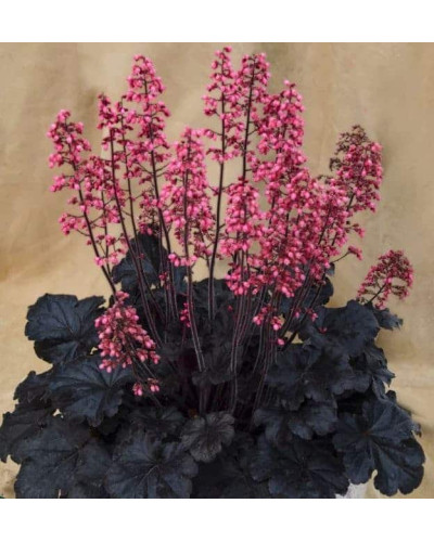 Гейхера гібридна ’Таймлес Найт’|Heuchera hybrida ’Timeless Night’|Гейхера гибридная ’Таймлес Найт’