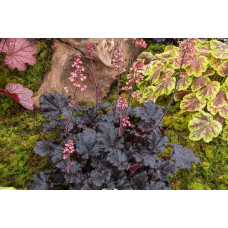 Гейхера гібридна ’Таймлес Найт’|Heuchera hybrida ’Timeless Night’|Гейхера гибридная ’Таймлес Найт’